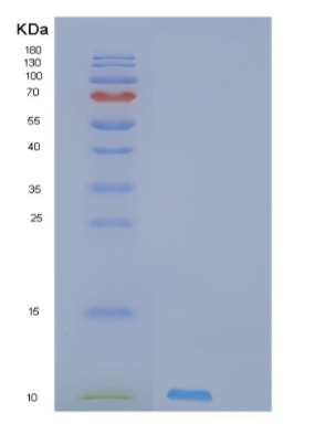 Recombinant Human PI3 Protein
