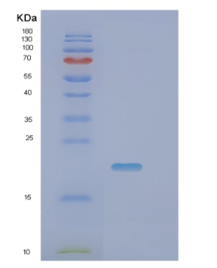 Recombinant Mouse Pin1 Protein