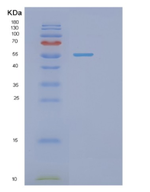 Recombinant E.coli phrB Protein