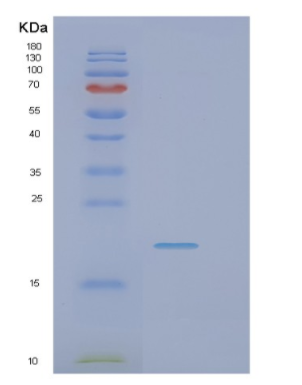 Recombinant Human PIN4 Protein