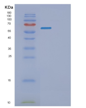 Recombinant Human PLAT Protein