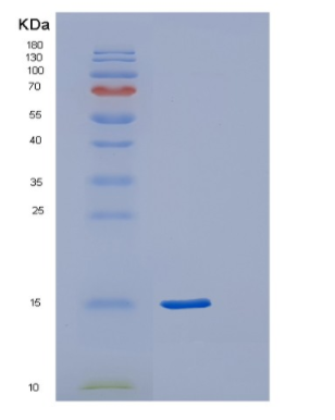 Recombinant Human POLR2F Protein