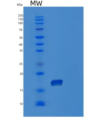Recombinant Human POP7 Protein