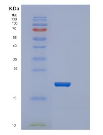 Recombinant E.coli ppiA 25-190aa Protein