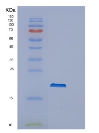 Recombinant Mouse ppiA Protein