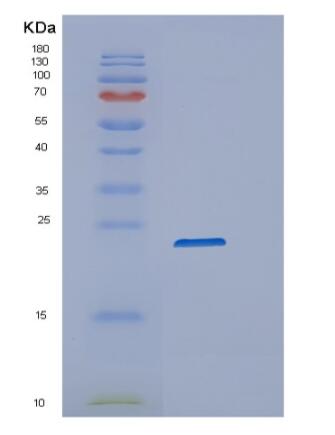 Recombinant Mouse Ppib Protein