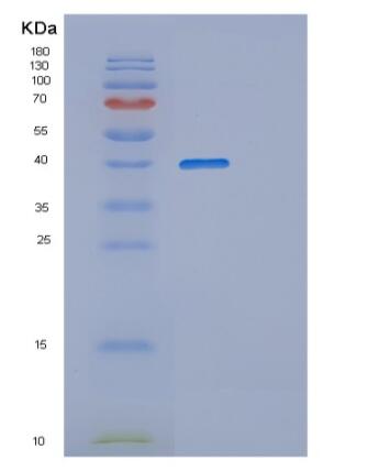 Recombinant Human PPP1SS Protein