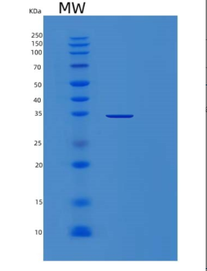 Recombinant Marker-1 Protein