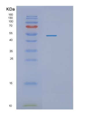 Recombinant E.coli pykF Protein