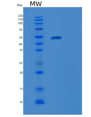 Recombinant Mouse RAPSN Protein