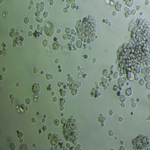 CGM1细胞