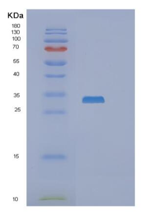 Recombinant Human RASL12 Protein