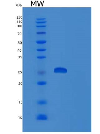 Recombinant Human REXO2 Protein