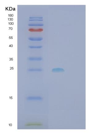 Recombinant Human RhoG Protein