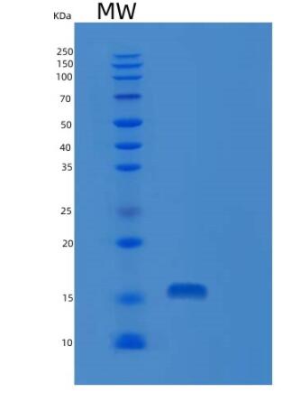 Recombinant Human RNASE7 Protein