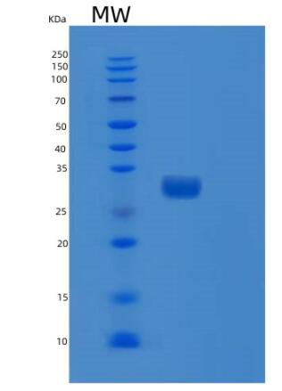 Recombinant Human RND3 Protein