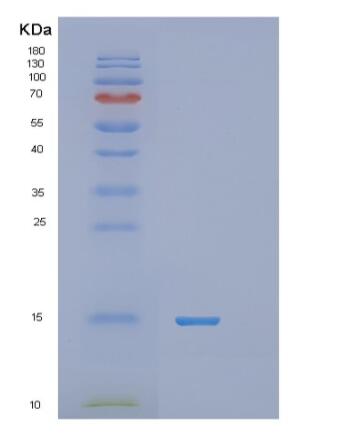 Recombinant Human RNF7 Protein