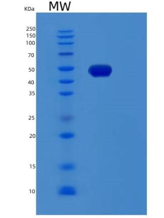 Recombinant Human RDBP Protein