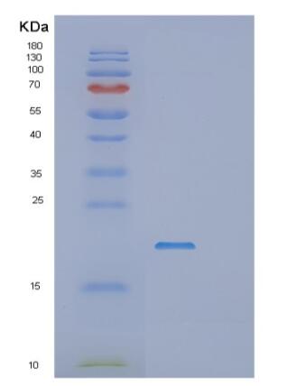 Recombinant E.coli rnhA Protein