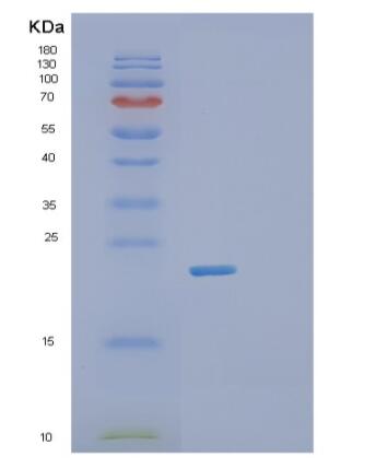 Recombinant Human RhoB Protein
