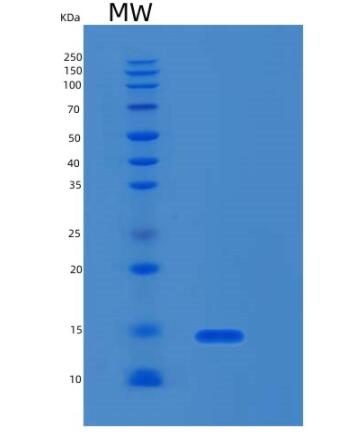 Recombinant Human RPL35A Protein