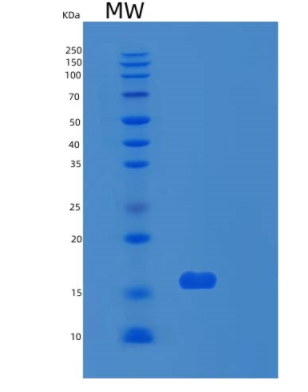 Recombinant Human RPS24 Protein