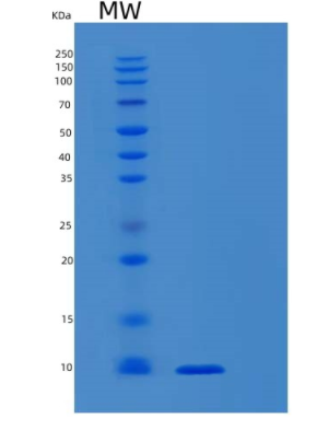 Recombinant Human S100B Protein