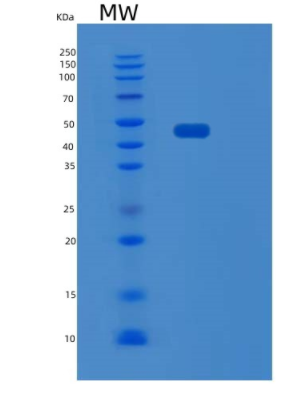 Recombinant Human SCRN1 Protein