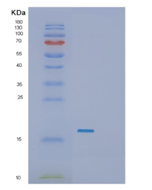 Recombinant E.coli SecB Protein