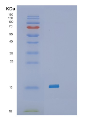 Recombinant Human SELH(SC44C) Protein