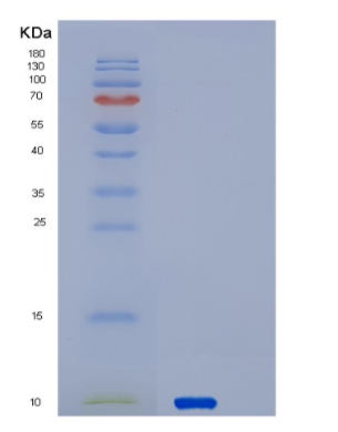 Recombinant Human SERF2 Protein