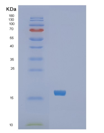 Recombinant Human SF20/IL25 Protein