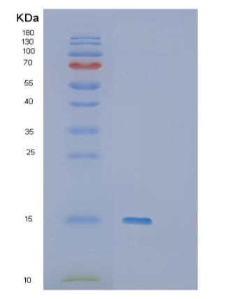 Recombinant Human SH3BGRL Protein