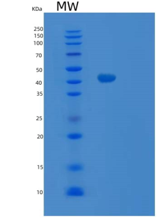 Recombinant Human SIRT2 Protein