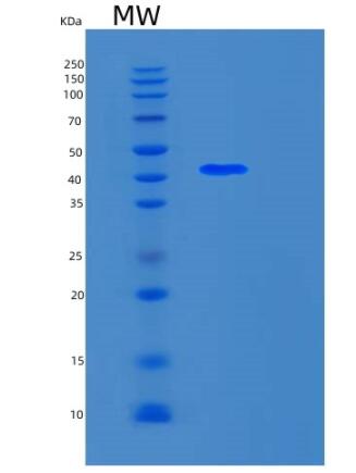 Recombinant Human SMS Protein