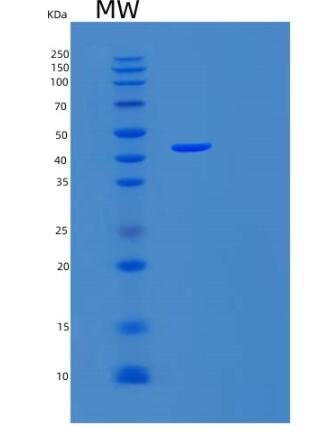 Recombinant Human SNAPC1 Protein