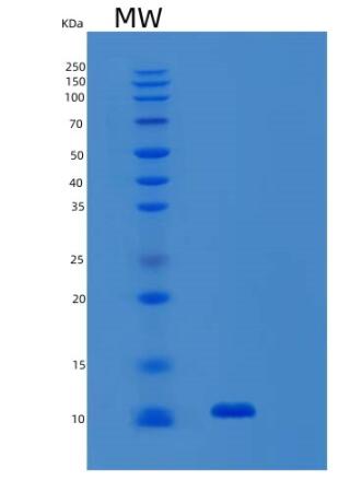 Recombinant Human SNRPF Protein
