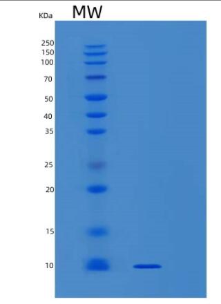 Recombinant Human SNRPG Protein