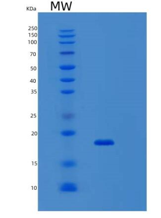 Recombinant Human SNTN Protein