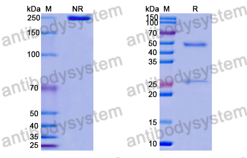 Research Grade Anti-RSV F/Fusion glycoprotein F0 (ADI-19425) (DVV02810)