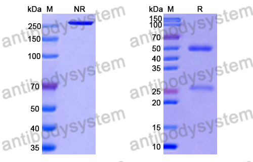 Research Grade Anti-RSV F/Fusion glycoprotein F0 (RSV7.10) (DVV02817)