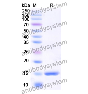 Research Grade Anti-RSV F/Fusion glycoprotein F0 (F4) (DVV02823)