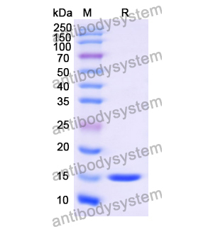 Research Grade Anti-RSV F/Fusion glycoprotein F0 (Cl184) (DVV02825)
