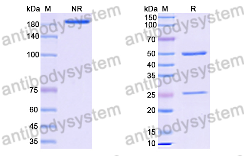 Anti-HRSV-A/B G/Major surface glycoprotein G Antibody (131-2G) (RVV08503)