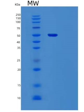 Recombinant Human STAMBP Protein