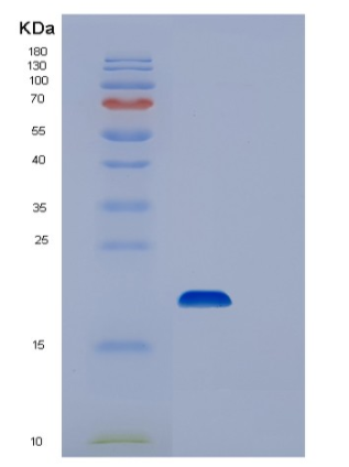 Recombinant Human STEAP4 Protein