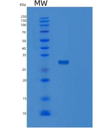 Recombinant Human STX12 Protein