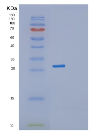 Recombinant Human STX1A Protein