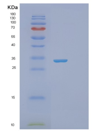 Recombinant Human STX6 Protein