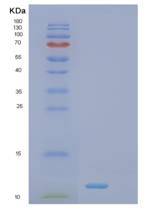Recombinant Human SUMO1 Protein